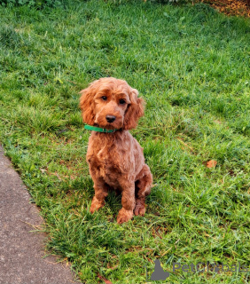 Zdjęcie №1. kawapu - na sprzedaż w Донегол | 2392zł | Zapowiedź №138589