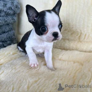 Zdjęcie №3. Französische Bulldogge Welpen Zur Adoption. Niemcy