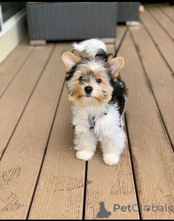 Zdjęcie №2 do zapowiedźy № 137692 na sprzedaż  yorkshire terrier - wkupić się Niemcy hodowca