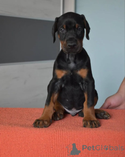 Zdjęcie №4. Sprzedam doberman w Warszawa. hodowca - cena - negocjowane