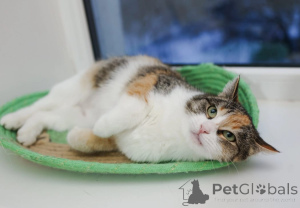 Zdjęcie №3. Szukam kota pixie. Federacja Rosyjska