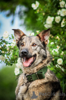 Zdjęcie №2 do zapowiedźy № 150741 na sprzedaż  pies nierasowy - wkupić się Federacja Rosyjska prywatne ogłoszenie