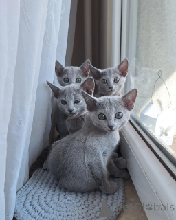 Zdjęcie №1. rosyjski niebieski - na sprzedaż w Frankfurt | negocjowane | Zapowiedź № 164198