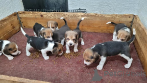Zdjęcie №1. beagle (rasa psa) - na sprzedaż w Bietigheim-Bissingen | 1674zł | Zapowiedź №171428