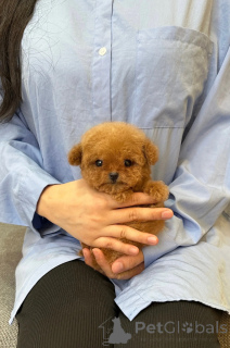 Zdjęcie №1. pudel (zabawka) - na sprzedaż w Strasburg | negocjowane | Zapowiedź №153061