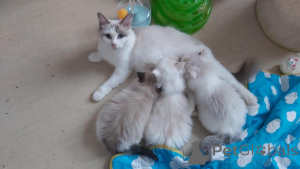 Zdjęcie №1. ragdoll - na sprzedaż w Berno | 1913zł | Zapowiedź № 159210