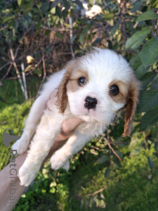 Zdjęcie №3. Doskonałe szczenięta czystej krwi Cavalier King Charles Spaniel.. Estonia