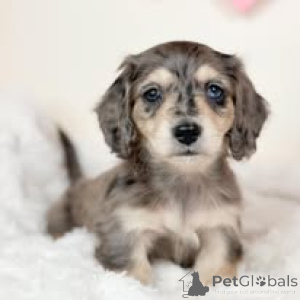 Zdjęcie №1. jamnik - na sprzedaż w Wiedeń | 3348zł | Zapowiedź №165414