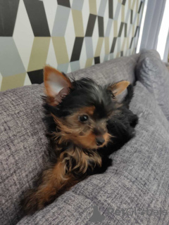 Zdjęcie №3. Yorkshire Terrier. Niemcy