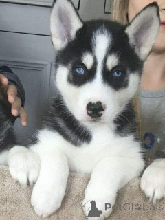 Zdjęcie №2 do zapowiedźy № 161549 na sprzedaż  husky syberyjski - wkupić się Niemcy prywatne ogłoszenie