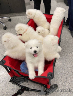 Zdjęcie №1. samojed (rasa psa) - na sprzedaż w Bazylea | negocjowane | Zapowiedź №158359