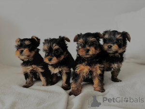 Zdjęcie №1. yorkshire terrier - na sprzedaż w Aachen | 927zł | Zapowiedź №167678