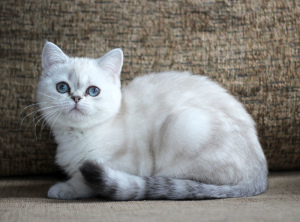 Zdjęcie №3. Niebieskooka szkocka koteczka. Białoruś