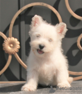 Zdjęcie №3. suczka szczeniaka west highland white terrier. Federacja Rosyjska