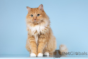 Zdjęcie №1.  - na sprzedaż w Chimki | Bezpłatny | Zapowiedź № 161752