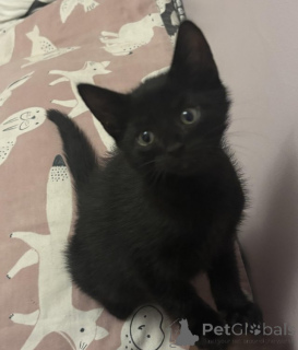 Zdjęcie №1. maine coon - na sprzedaż w Antwerpia | Bezpłatny | Zapowiedź № 153886