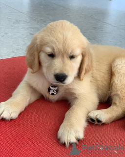 Zdjęcie №1. golden retriever - na sprzedaż w Essen | Bezpłatny | Zapowiedź №121211