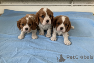 Zdjęcie №1. cavalier king charles spaniel - na sprzedaż w Pano Lefkara | negocjowane | Zapowiedź №168876