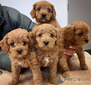 Zdjęcie №1.  - na sprzedaż w Espartinas | negocjowane | Zapowiedź №160318