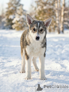 Zdjęcie №3. Trzy szczenięce serca szukają dobrych domów. Federacja Rosyjska
