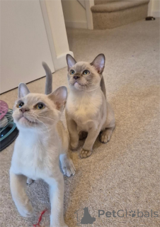 Zdjęcie №1. kot burmski - na sprzedaż w Bottrop | 1674zł | Zapowiedź № 154440