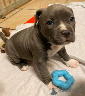 Zdjęcie №1. szpic miniaturowy - na sprzedaż w Mindelheim | negocjowane | Zapowiedź №164628