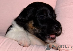 Zdjęcie №1. fox terrier - na sprzedaż w Helsinki | Bezpłatny | Zapowiedź №129443