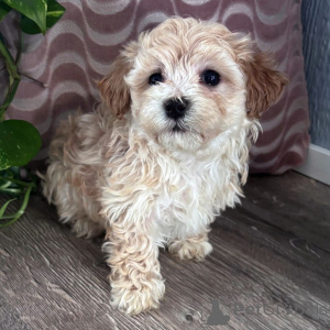 Zdjęcie №1. maltipu - na sprzedaż w Beringen | negocjowane | Zapowiedź №165201