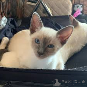 Zdjęcie №3. Kocięta syjamskie te koop. Belgia