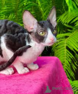 Zdjęcie №3. Chatons Orientaux à poil court à vendre. Francja