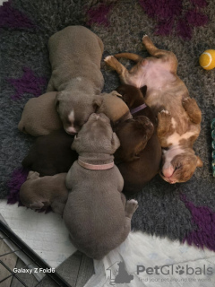 Zdjęcie №3. Pocket Bully x Alte Englische Bulldogge. Niemcy