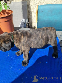 Zdjęcie №1. cane corso - na sprzedaż w Helsinki | 1674zł | Zapowiedź №167368