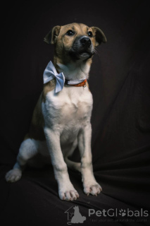 Zdjęcie №3. Alba szuka domu i kochającej rodziny!. Federacja Rosyjska