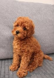 Zdjęcie №2 do zapowiedźy № 165716 na sprzedaż  pudel (royal) - wkupić się Wielka Brytania prywatne ogłoszenie, hodowca