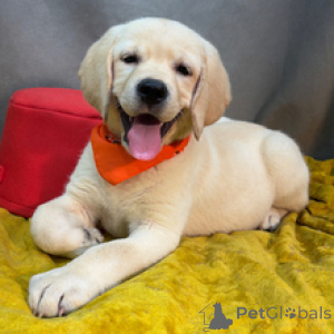 Zdjęcie №2 do zapowiedźy № 173204 na sprzedaż  labrador retriever - wkupić się Niemcy prywatne ogłoszenie