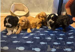 Zdjęcie №1. cocker spaniel amerykański - na sprzedaż w Budapeszt | 2153zł | Zapowiedź №171439