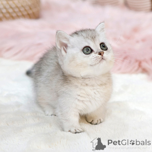 Zdjęcie №2 do zapowiedźy № 151827 na sprzedaż  munchkin - wkupić się USA hodowca