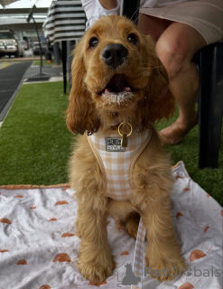 Zdjęcie №3. Słodka jak słońce i miękka jak uścisk Daisy rozjaśnia każde serce, które spotka.. Islandia