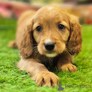 Zdjęcie №3. Golden Cavalier Piesek w wieku 10 tygodni Gotowy do domu. Australia