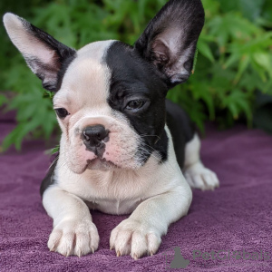 Zdjęcie №3. Urocze szczenięta Boston Terrier do bezpłatnej adopcji. Niemcy