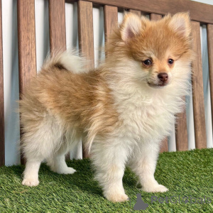 Zdjęcie №1. szpic miniaturowy - na sprzedaż w Berlin | 2541zł | Zapowiedź №135999