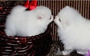 Zdjęcie №1. szpic miniaturowy - na sprzedaż w Bratysława | negocjowane | Zapowiedź №161810