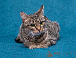 Zdjęcie №4. Sprzedam  w Moskova. prywatne ogłoszenie - cena - Bezpłatny