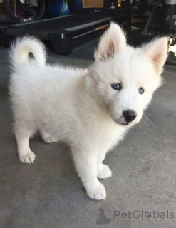 Zdjęcie №3. Czy ktoś szuka białej suczki husky do ratunku i adopcji?. Norwegia