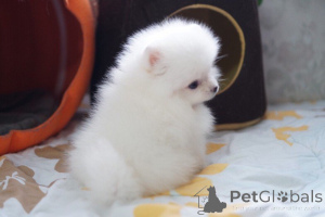 Zdjęcie №3. Piękne mini T-cup Pomeranian Slospies na sprzedaż.. Kanada