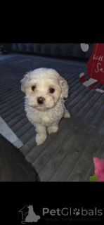 Zdjęcie №4. Sprzedam maltipu w Miasto Tennessee. prywatne ogłoszenie - cena - negocjowane