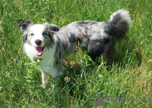 Dodatkowe zdjęcia: Border Collie / Blue merle / Typ Show / samiec / FCI / ZKwP