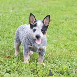 Zdjęcie №3. Australijskie szczenięta dla psów bydła (Blue Heeler Szczenięta) dostępne teraz. USA