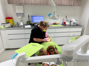 Zdjęcie №3. Ekskluzywne zabawki /karłowate pudle szczeniaki premium, 2 -tygodniowe. Belgia