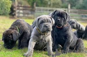 Zdjęcie №1. cane corso - na sprzedaż w Helsinki | negocjowane | Zapowiedź №174022